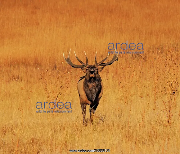 : 80184806 Elk - bull bugling in rutting season Rocky : 80184806 Elk - bull bugling in rutting season Rocky
