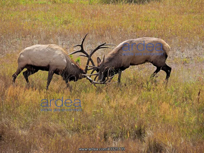 : 80184807 Elk - two bulls fighting in rutting season : 80184807 Elk - two bulls fighting in rutting season