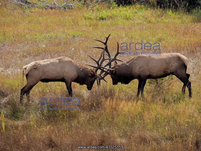 : 80184808 Elk - two bulls fighting in rutting season : 80184808 Elk - two bulls fighting in rutting season
