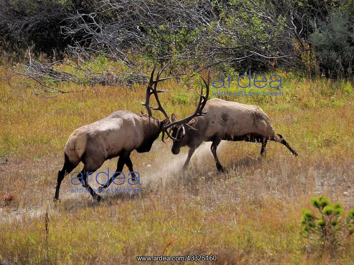 : 80184809 Elk - two bulls fighting in rutting season : 80184809 Elk - two bulls fighting in rutting season