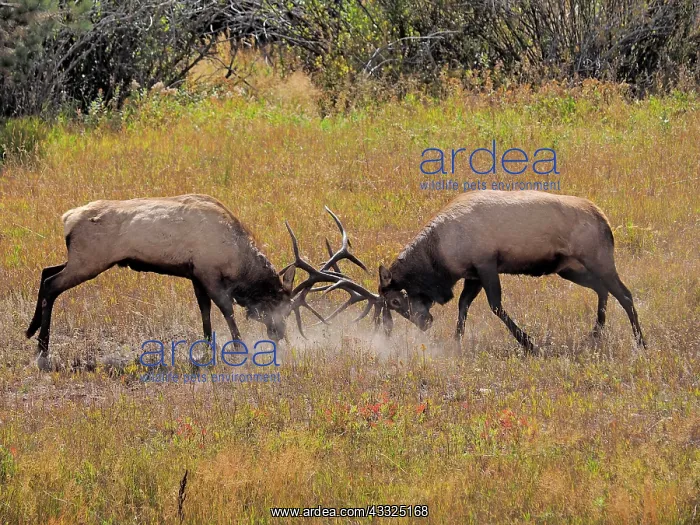 : 80184810 Elk - two bulls fighting in rutting season : 80184810 Elk - two bulls fighting in rutting season