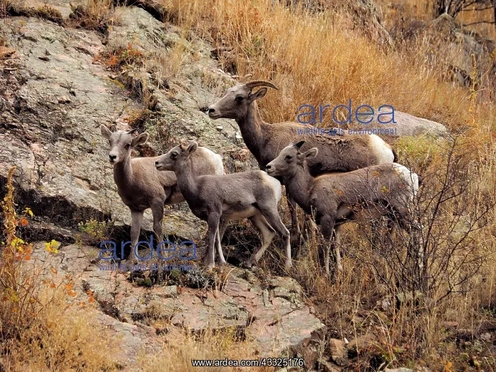 : 80184811 Bighorn Sheep - herd of females and young : 80184811 Bighorn Sheep - herd of females and young