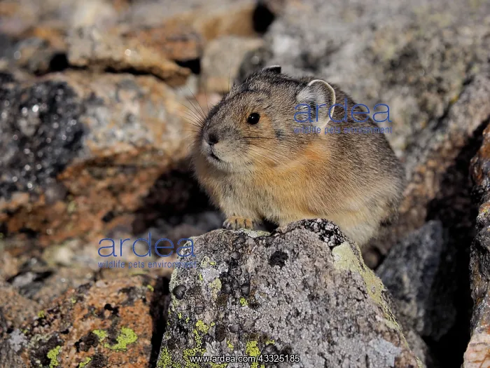 : 80184812 Pika Rocky Mountain National Park, USA : 80184812 Pika Rocky Mountain National Park, USA