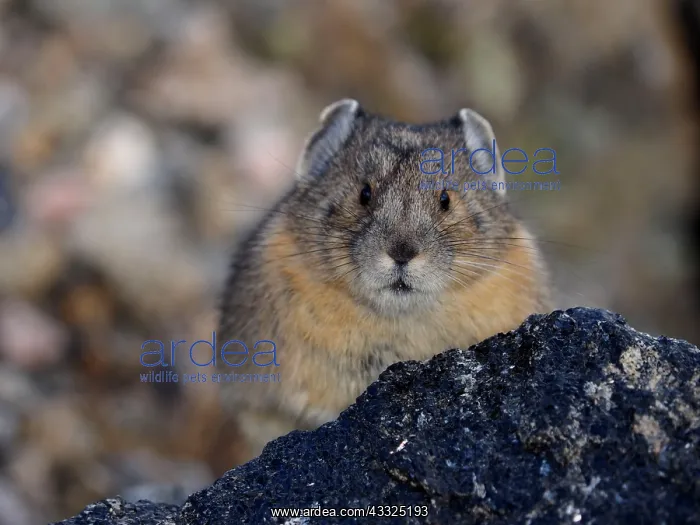 : 80184813 Pika Rocky Mountain National Park, USA : 80184813 Pika Rocky Mountain National Park, USA