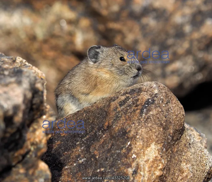 : 80184814 Pika Rocky Mountain National Park, USA : 80184814 Pika Rocky Mountain National Park, USA