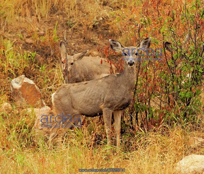 : 80184815 Mule Deer - two females Rocky Mountain : 80184815 Mule Deer - two females Rocky Mountain