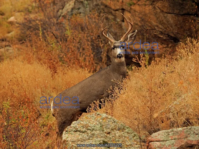 : 80184816 Mule Deer - buck in Autumn landscape Rocky : 80184816 Mule Deer - buck in Autumn landscape Rocky