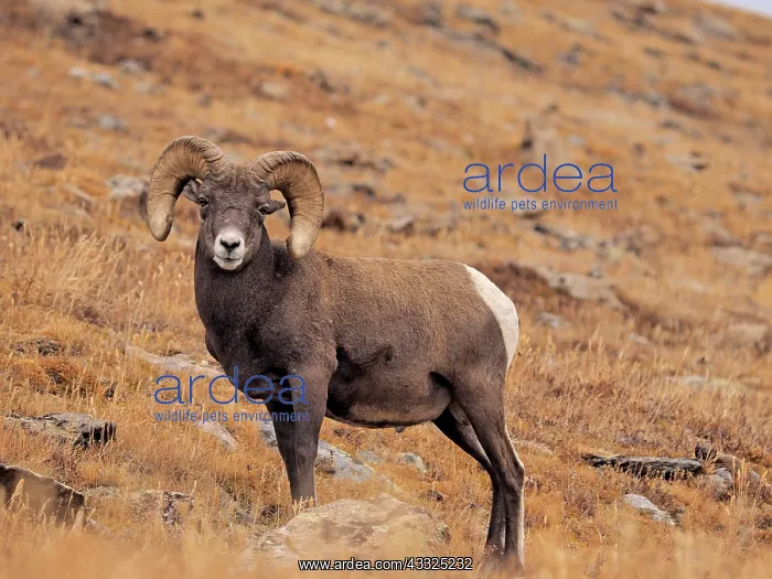 : 80184817 Bighorn Sheep - ram Rocky Mountain National : 80184817 Bighorn Sheep - ram Rocky Mountain National