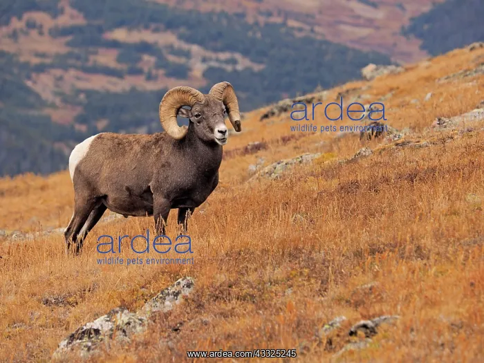 : 80184818 Bighorn Sheep - ram Rocky Mountain National : 80184818 Bighorn Sheep - ram Rocky Mountain National