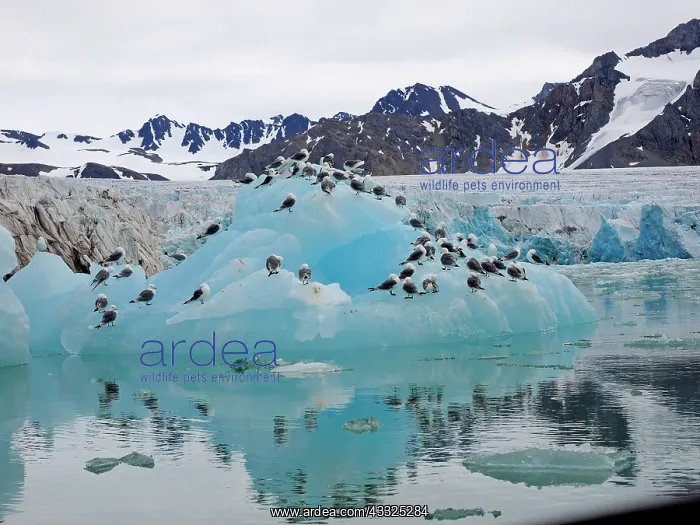 : 80184822 Kittiwake - sitting on glacier ice Svalbard : 80184822 Kittiwake - sitting on glacier ice Svalbard