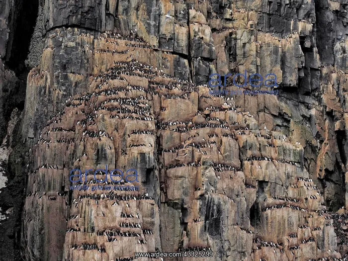 : 80184824 Brunnich's Guillemot - breeding colony