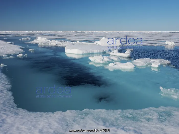 : 80184826 Pack Ice Svalbard, Norway Stefan Meyers : 80184826 Pack Ice Svalbard, Norway Stefan Meyers