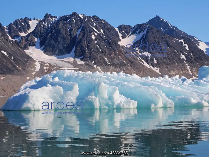 : 80184833 Iceberg - Magdalenenfjord Svalbard, Norway : 80184833 Iceberg - Magdalenenfjord Svalbard, Norway