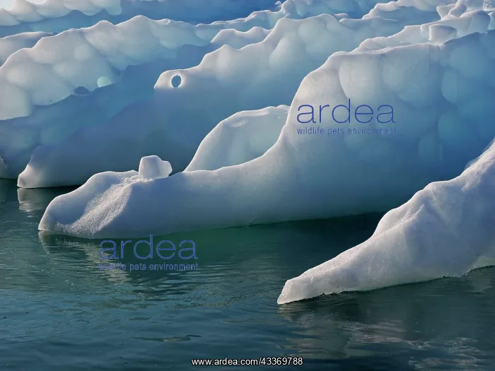 : 80184834 Iceberg - Magdalenenfjord Svalbard, Norway : 80184834 Iceberg - Magdalenenfjord Svalbard, Norway