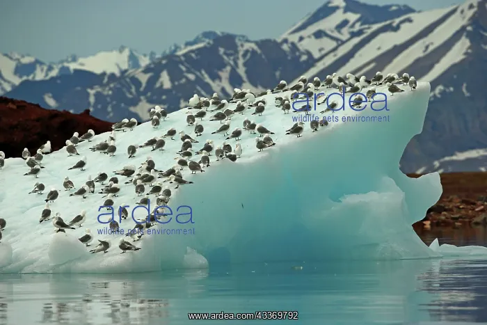 : 80184836 Kittiwake - on iceberg of Liefdefjord Svalbard : 80184836 Kittiwake - on iceberg of Liefdefjord Svalbard