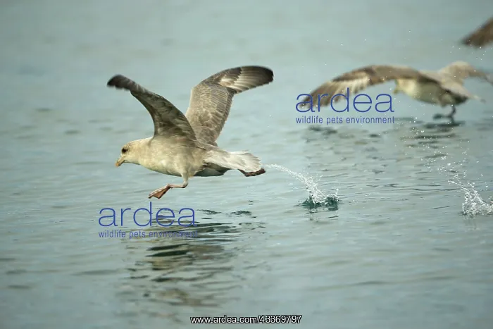 : 80184838 Arctic Fulmar - in flight Svalbard, Norway : 80184838 Arctic Fulmar - in flight Svalbard, Norway