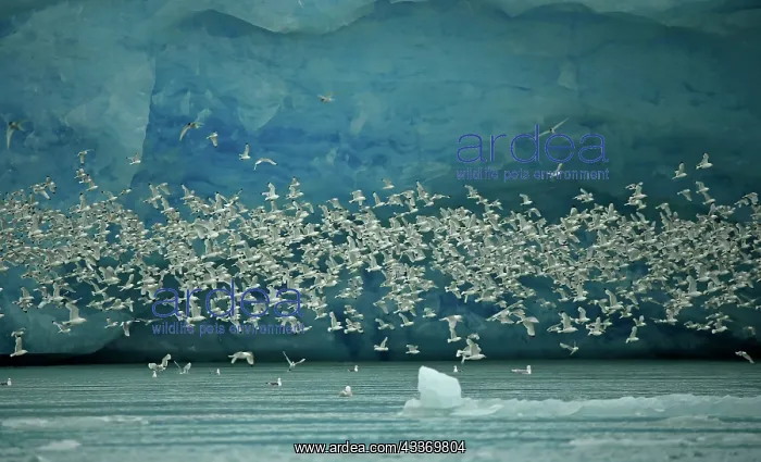 : 80184841 Kittiwakes - flock in flight - Ericbreen : 80184841 Kittiwakes - flock in flight - Ericbreen