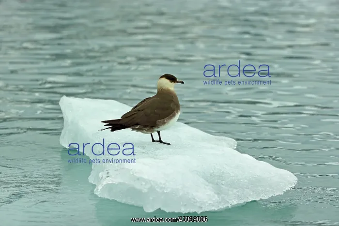 : 80184842 Parasitic Jaeger / Arctic Skua - on ice : 80184842 Parasitic Jaeger / Arctic Skua - on ice