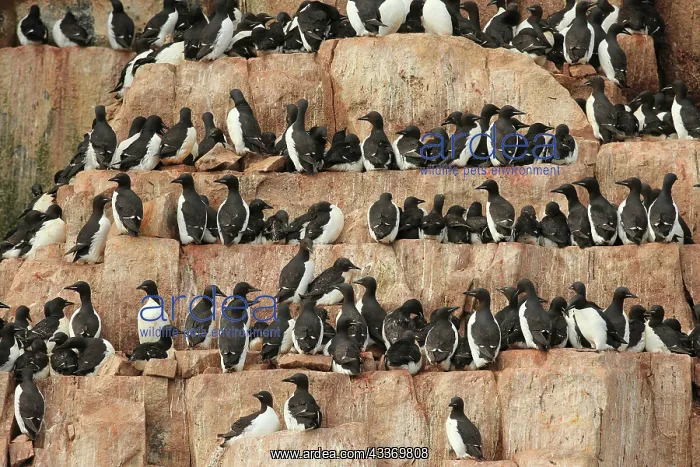 : 80184843 Brunnich's Guillemot - breeding colony : 80184843 Brunnich's Guillemot - breeding colony