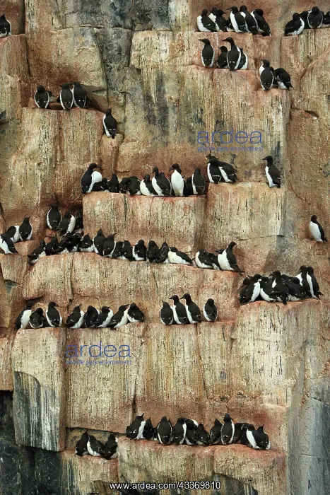 : 80184844 Brunnich's Guillemot - breeding colony : 80184844 Brunnich's Guillemot - breeding colony