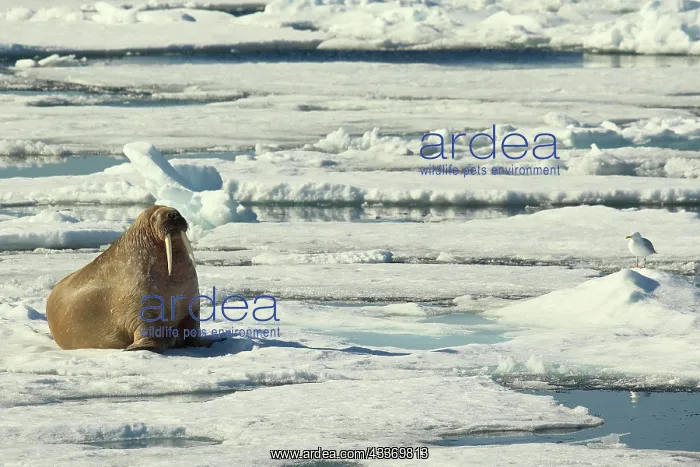 : 80184845 Walrus - bull on ice floe in pack ice Svalbard : 80184845 Walrus - bull on ice floe in pack ice Svalbard