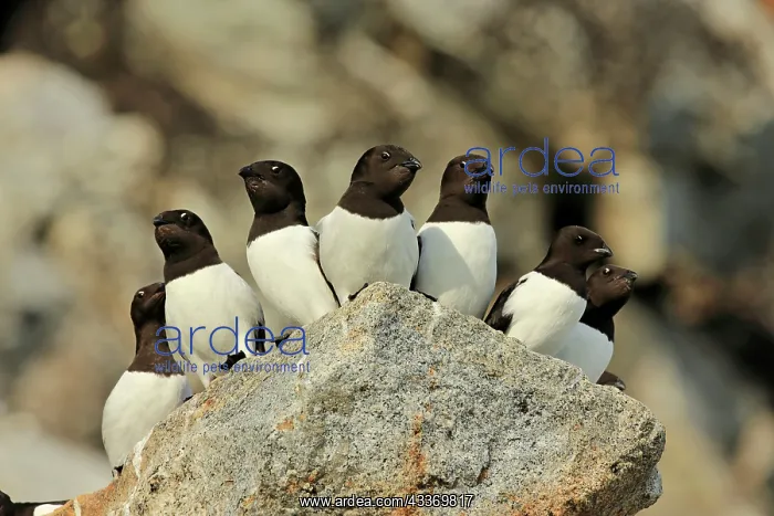 : 80184847 Little Auk - breeding colony Fuglesangen : 80184847 Little Auk - breeding colony Fuglesangen