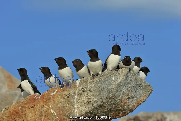 : 80184848 Little Auk - breeding colony Fuglesangen : 80184848 Little Auk - breeding colony Fuglesangen