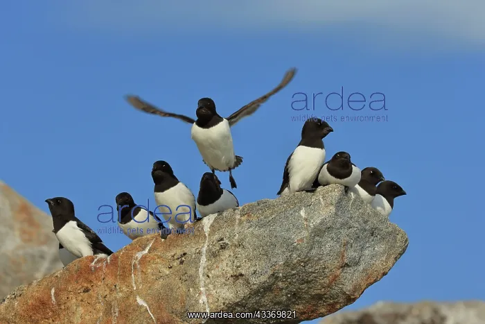 : 80184849 Little Auk - breeding colony Fuglesangen : 80184849 Little Auk - breeding colony Fuglesangen