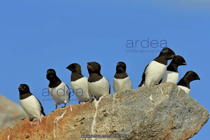  : 80184850 Little Auk - breeding colony Fuglesangen