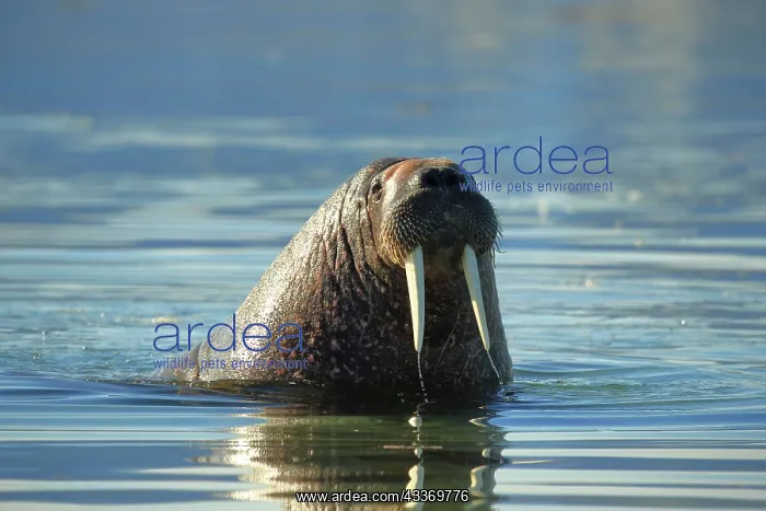 : 80184851 Walrus Svalbard, Norway Odobenus rosmarus : 80184851 Walrus Svalbard, Norway Odobenus rosmarus