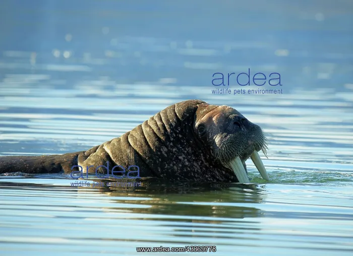 : 80184852 Walrus Svalbard, Norway Odobenus rosmarus : 80184852 Walrus Svalbard, Norway Odobenus rosmarus