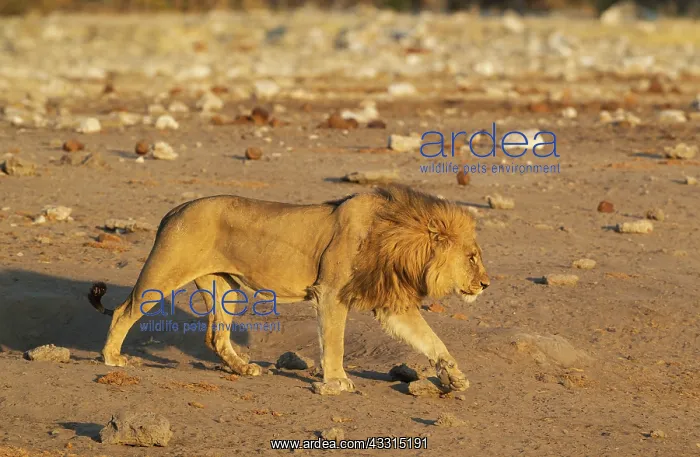 : 80184865 Lion - male on his way to a waterhole in : 80184865 Lion - male on his way to a waterhole in