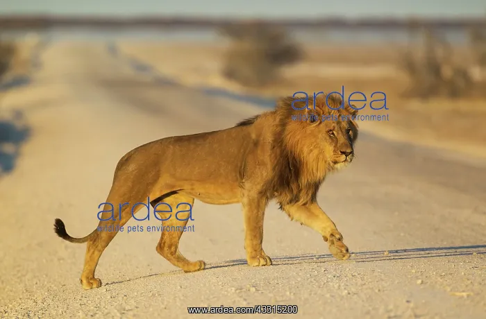 : 80184866 Lion - male crossing a gravel road in the : 80184866 Lion - male crossing a gravel road in the