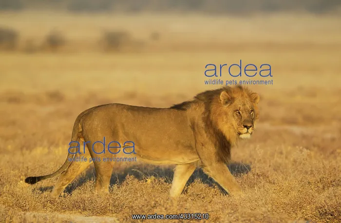 : 80184867 Lion - roaming male in the early morning : 80184867 Lion - roaming male in the early morning