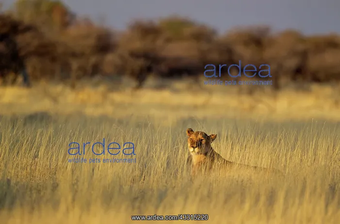 : 80184868 Lion - resting female in the early morning : 80184868 Lion - resting female in the early morning