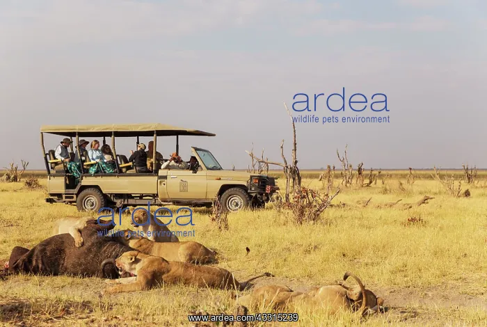 : 80184870 Lion - females and subadult cubs feeding : 80184870 Lion - females and subadult cubs feeding