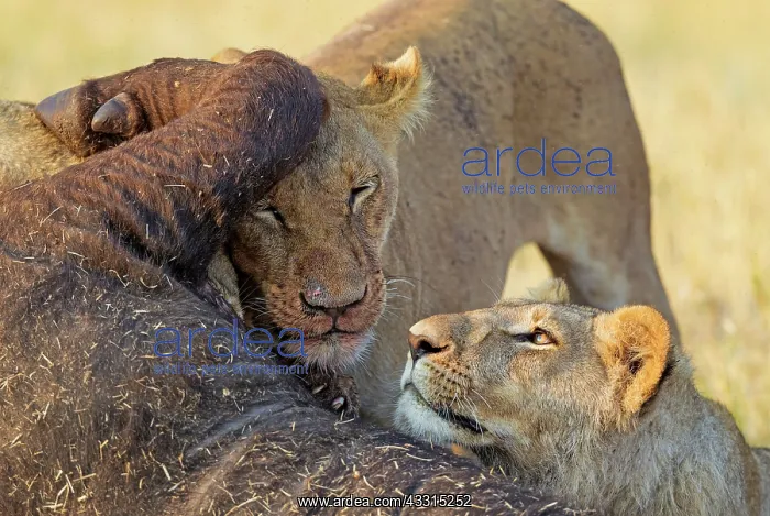 : 80184871 Lion - female and subadult male cub feeding : 80184871 Lion - female and subadult male cub feeding