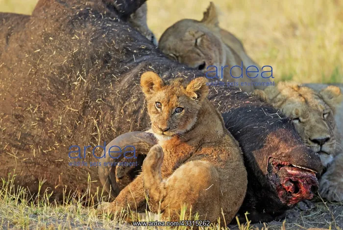 : 80184872 Lion - two females with cub feeding on : 80184872 Lion - two females with cub feeding on