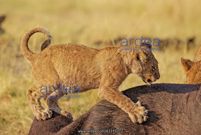 : 80184873 Lion - cub at the carcass of a Cape Buffalo : 80184873 Lion - cub at the carcass of a Cape Buffalo