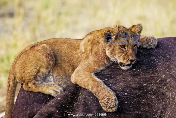 : 80184874 Lion - cub at the carcass of a Cape Buffalo : 80184874 Lion - cub at the carcass of a Cape Buffalo