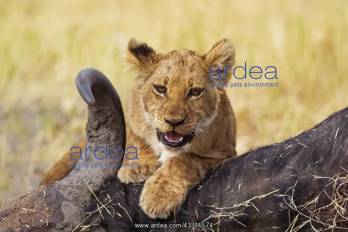 : 80184875 Lion - cub at the carcass of a Cape Buffalo : 80184875 Lion - cub at the carcass of a Cape Buffalo