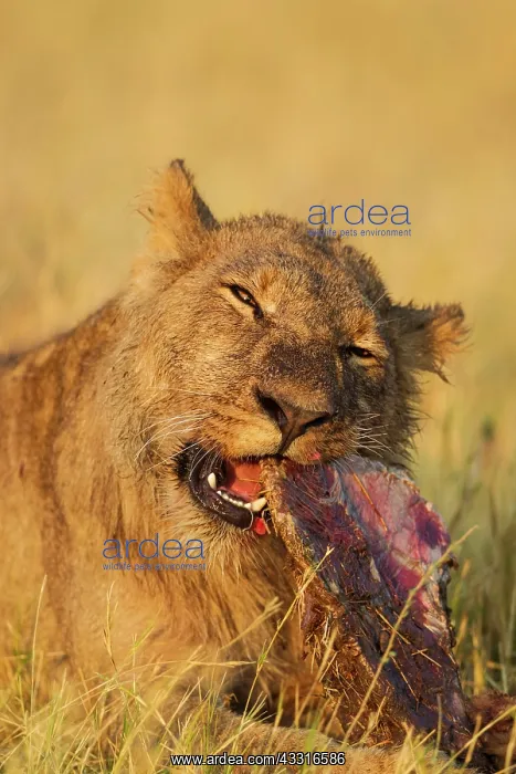 : 80184876 Lion - subadult male feeds on the remains : 80184876 Lion - subadult male feeds on the remains