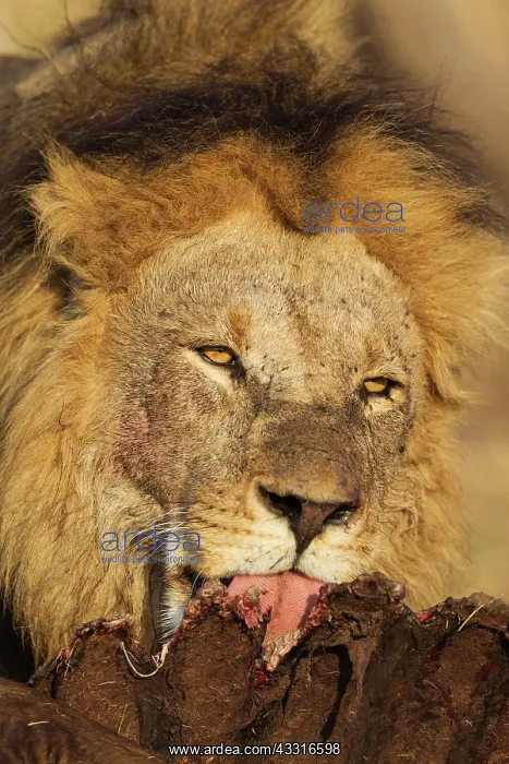 : 80184877 Lion - male feeds on the remains of a Cape : 80184877 Lion - male feeds on the remains of a Cape