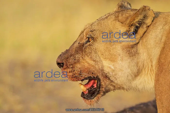 : 80184878 Lion - female with some blood at her muzzle : 80184878 Lion - female with some blood at her muzzle