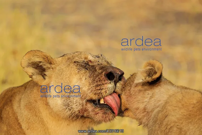 : 80184879 Lion - female grooms her male cub after : 80184879 Lion - female grooms her male cub after