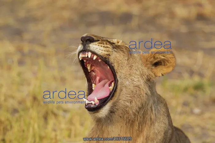 : 80184880 Lion - subadult male - yawning Savuti : 80184880 Lion - subadult male - yawning Savuti