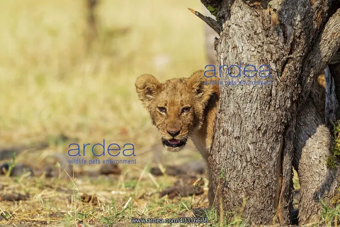 : 80184881 Lion - cub Savuti, Chobe National Park : 80184881 Lion - cub Savuti, Chobe National Park