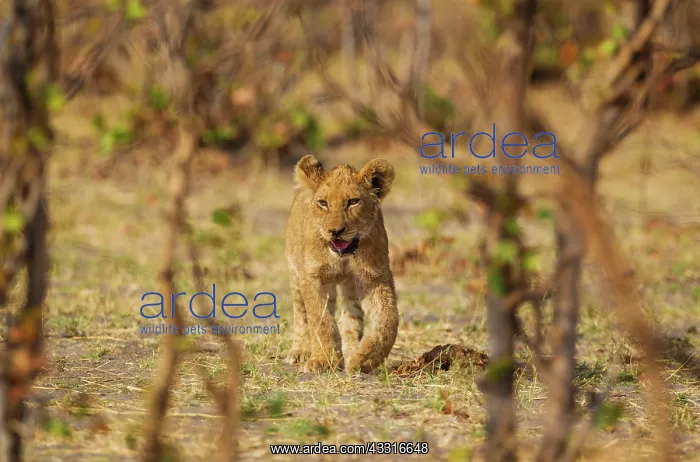 : 80184882 Lion - cub Savuti, Chobe National Park : 80184882 Lion - cub Savuti, Chobe National Park