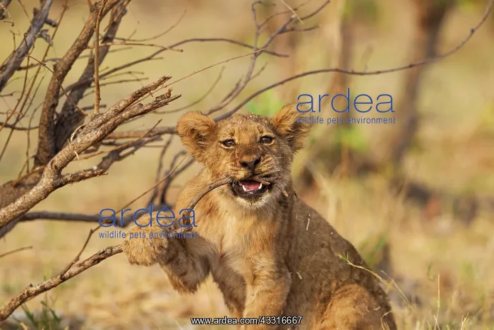 : 80184883 Lion - playful cub biting about a twig : 80184883 Lion - playful cub biting about a twig