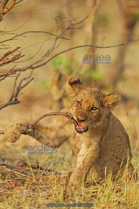 : 80184884 Lion - playful cub biting about a twig : 80184884 Lion - playful cub biting about a twig